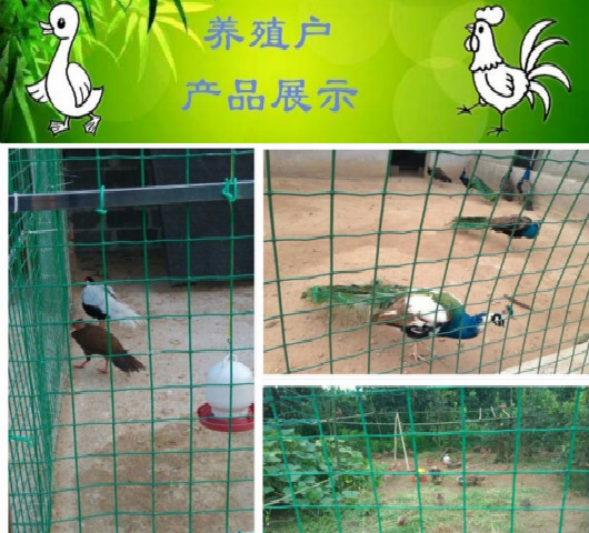 武汉（hàn）养（yǎng）殖网（wǎng）/武汉养